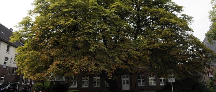 Baum Grundschule Schaufenberg